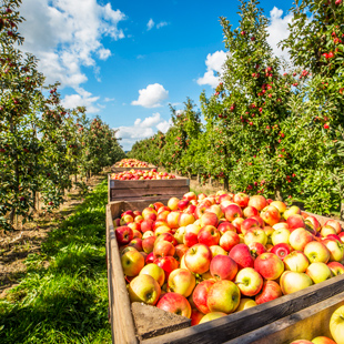 Een appelboomgaard in Hamburg, Duitsland