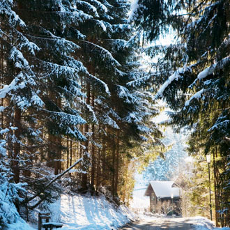 Besneeuwd bos met huisje in Flachau Oostenrijk