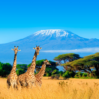 Giraffes voor de Kilimanjaro in Kenia