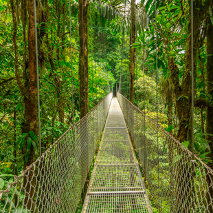Hangbrug door het nevelwoud van Costa Rica