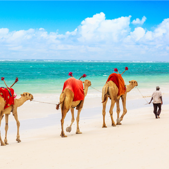 Kamelen op het strand aan de Kuststreek van Kenia