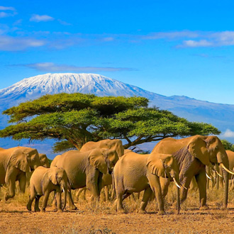 Olifanten op de voorgrond met op de achtergrond de Kilimanjaro in Tanzania