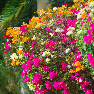 Kleurrijke-bloemen-in-de-buurt-van-Jan-Thiel-Baai-Curacao