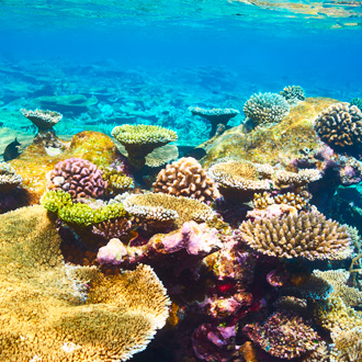 Foto van koraalrif op Zuid Ari Atoll