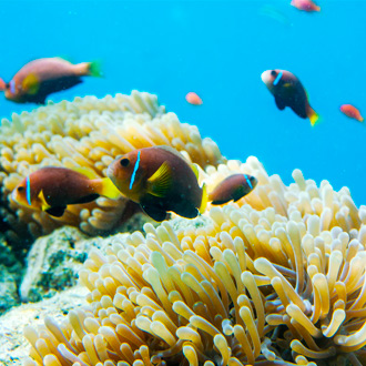 Onderwaterwereld met tropische vissen op de Malediven