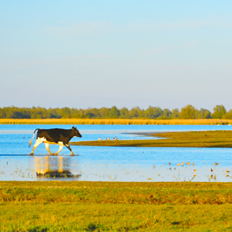 Een kalfje in een prachtig natuurgebied in Friesland, Nederland