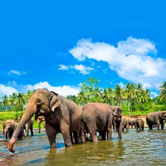 Olifanten wassen in rivier Sri Lanka