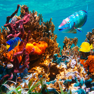 Kleurrijke onderwaterwereld bij de Bahama's