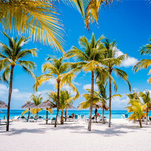 Palm Beach met hoge palmbomen op Aruba