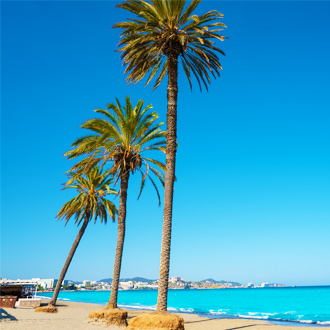 Palmbomen aan de zee in Playa den Bossa Ibiza