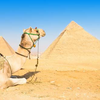 Kameel en pyramide in Egypte