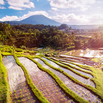 Rijstvelden in het binnenland van Bali