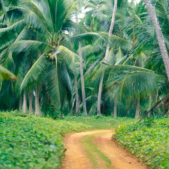 Kokosnoot plantage aan de zuidkust van Hikkaduwa