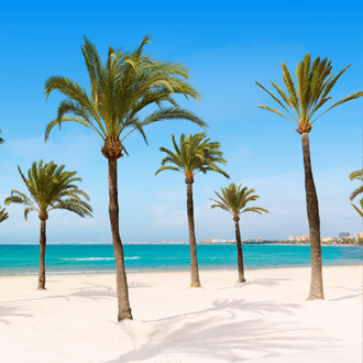 Palmbomen op een parelwit strand El Arenal, Mallorca