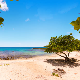 Strand met rotsen en groene boom bij Bayahibe in de Dominicaanse Republiek