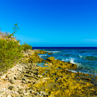 Strand-met-stenen-en-planten-in-Jan-Thiel-Baai-Curacao