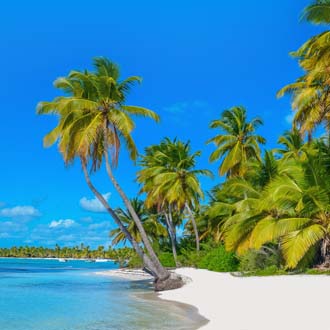 Tropisch wit strand met wuivende palmbomen Mauritius