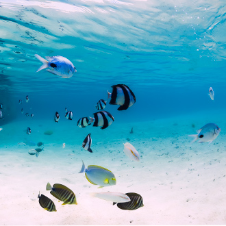 Onderwaterleven met gekleurde vissen