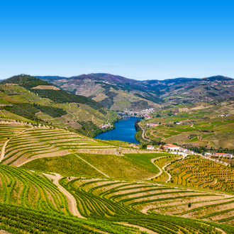 Wijngaarden in de Douro vallei Costa Verde
