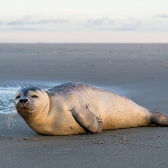 Zeehond op het strand van Texel