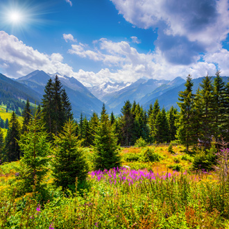 Groene bergweides met bloemen en bergen in de zomer in Gerlos, Oostenrijk