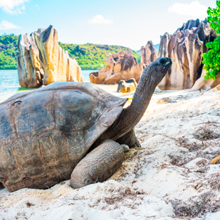 Foto van een grote schildpad op Praslin Island