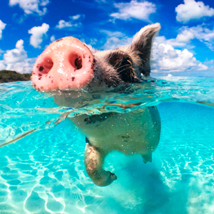 Zwemmend varken in de zee bij de Bahama's