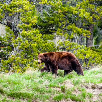 Grizzly beer in een bos in Canada
