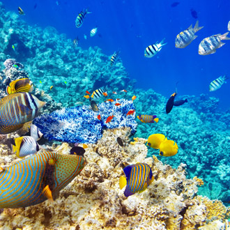 Prachtige onderwaterwereld met tropische vissen in Egypte