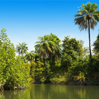 Gambia rivier met bossen