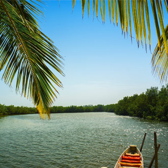 Gambia rivier met palmboom