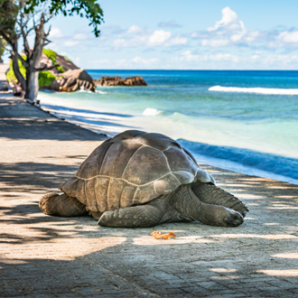Grote schildpad op La Digue, Seychellen