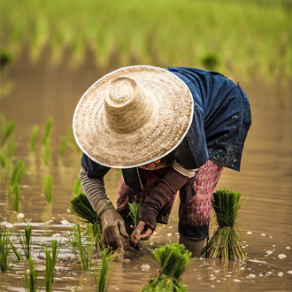 Thailand vrouw in rijstveld