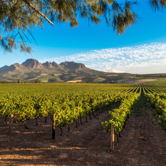 Wijnlanden in Stellenbosch, Zuid-Afrika