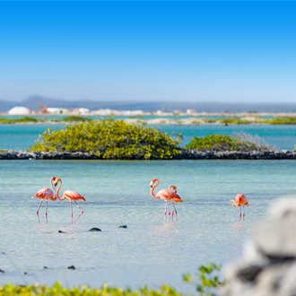 Flamingo's bij de zoutpannen in het zuiden van Bonaire