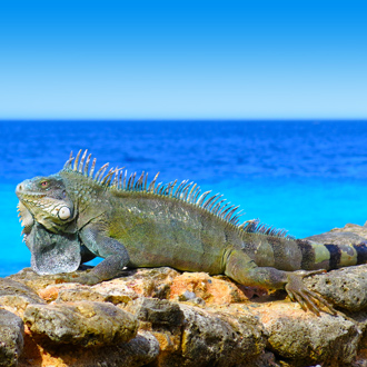 Leguaan op rots met zee op achtergrond Kralendijk Bonaire