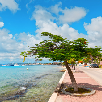 Divi Divi boom aan de promenade bij zee in Kralendijk Bonaire
