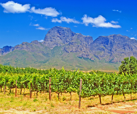 <p>Wijngaard in West-Kaap</p>