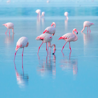 Roze flamingo op het blauwe zoutmeer bij Larnaca, Cyprus