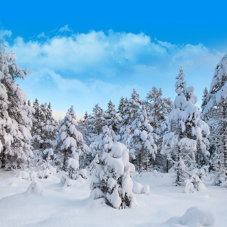 Lapland op een winterse dag met sneeuw bedekte bomen