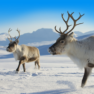 Twee rendieren in de sneeuw ini Lapland