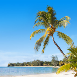 Palmbomen en het strand in Mauritius
