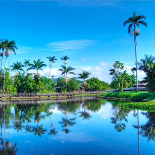 Palmbomen en water aan de westkant van Jamaica