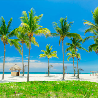 Palmbomen op strand in Midden Cuba