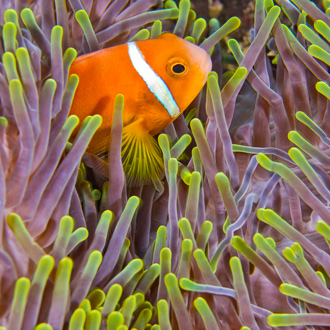 Foto van koraalrif met tropische vissen