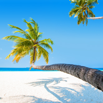 Strand met palmboom op Zuid Male atol