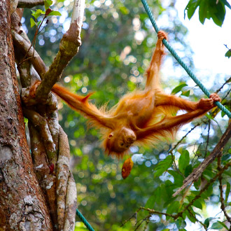 Orang Oetan aan het slingeren in de boom in de jungle van Borneo
