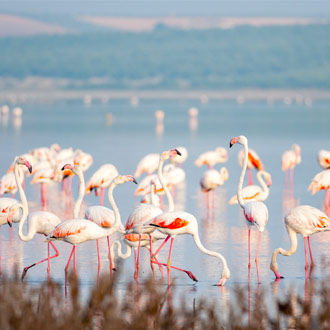 Flamingo's in Fuente de Piedra, Malaga