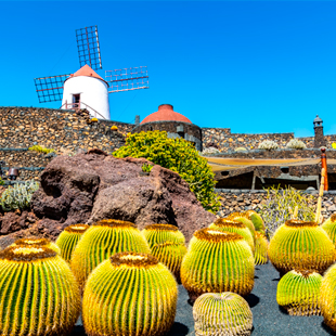 Cactussen en een molen op een berg in Lanzarote, een Canarisch eiland van Spanje