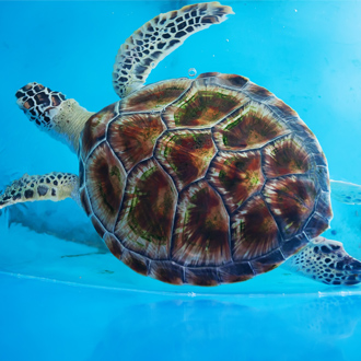 Volwassen schildpad in een zwembad van het Schildpadden Behoud Onderzoeksproject in Bentota